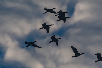 Fototapeta na wymiar cormorants in flight
