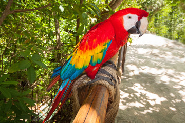 Ara parrot in the wild, Mexico © Patryk Kosmider