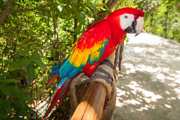 Ara parrot in the wild, Mexico