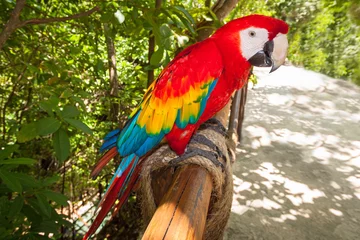  Ara papegaai in het wild, Mexico © Patryk Kosmider