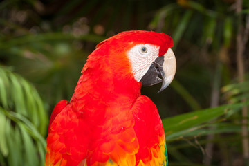 Fototapeta na wymiar Ara parrot in the wild, Mexico