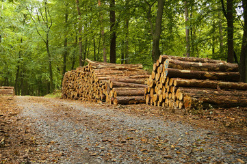 Baumstämme am Waldweg