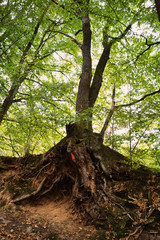 Baumstamm mit Wurzeln