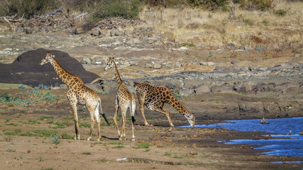 Fototapeta na wymiar Giraffe in Kruger National park, South Africa . Specie Giraffa camelopardalis family of Giraffidae