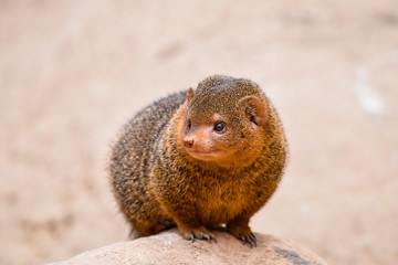dwarf mongoose