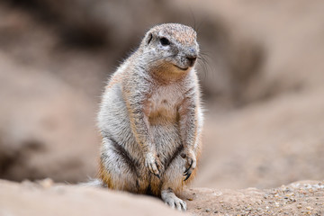 Fototapeta premium meerkat on rock