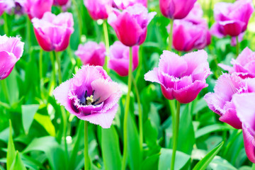 Purple blooming tulips in green leaves flowerbed close up