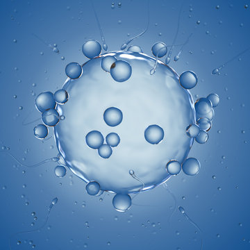 3d rendered illustration of a human egg cell