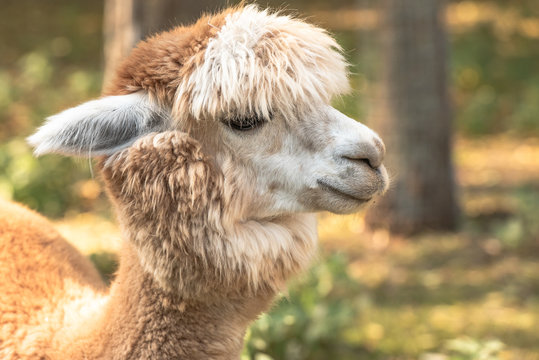 Alpaca portrait in autumn sunshine