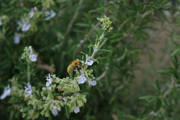 Primo piano di un ape che vola sui fiori viola del rosmarino