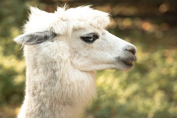 Obraz premium Alpaca portrait in autumn sunshine