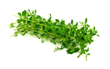 Isolated Thyme Herb Plant (Thymus).