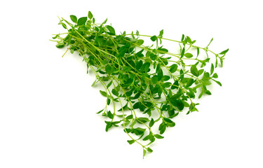 Thyme Culinary Herb Plant (Thymus). Isolated on White.