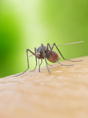 3d rendered illustration of a mosquito bitiing a human