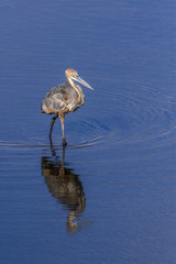 Goliath heron in Kruger National park, South Africa ; Specie Ardea goliath family of Ardeidae