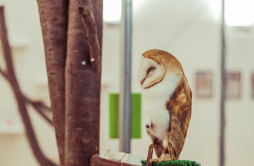 owl