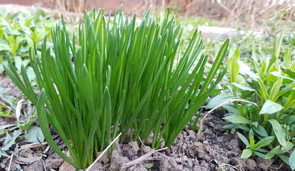 Spring germination in the flower garden