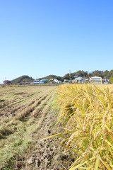 Fototapeta premium field of wheat
