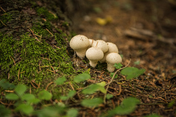 Lycoperdon perlatum, popularly known as the common puffball, warted puffball, gem-studded puffball, or the devil's snuff-box 