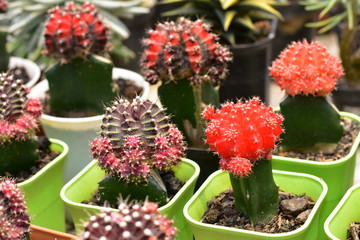 Cactus flower plants