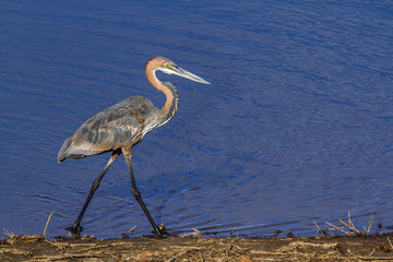 Goliath heron in Kruger National park, South Africa ; Specie Ardea goliath family of Ardeidae