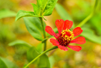 red and purple garden flower plant in nature
