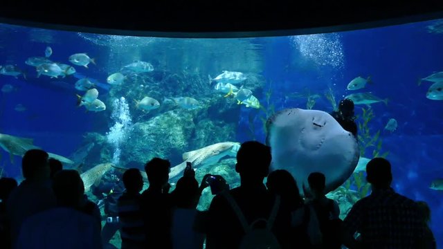 People At Aquarium Watch Divers Feeding Fish And Stingray