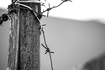 Barbed wire wrapped around a wooden pole