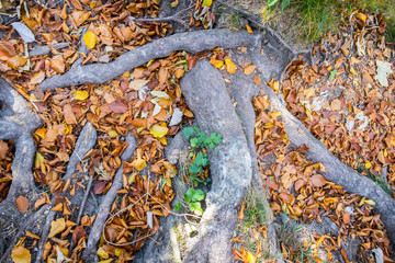 Wurzeln und bunte Blätter am Boden