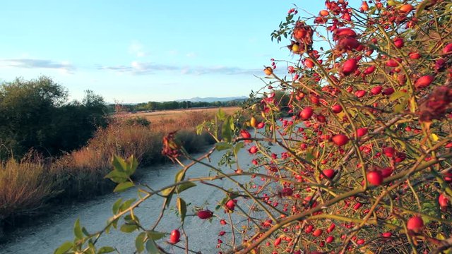  Corredor pasa por un camino de tierra al lado de una planta de escaramujos
