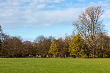 Fototapeta na wymiar Trees and field in the park