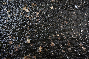 Lily background in home