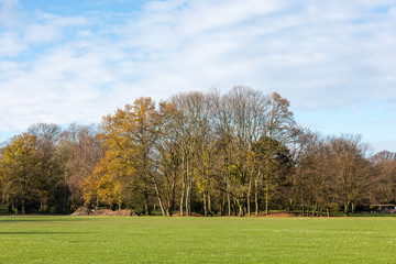 Fototapeta na wymiar Trees and field in the park