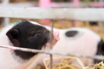 Blurred image small pigs in steel cage, Small Piglets is sad and pathetic.