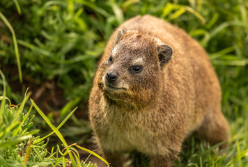 Klippschliefer seitlich von vorne