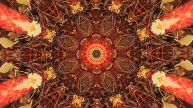 Fondo abanico fractal realizado con hierbas aromaticas
