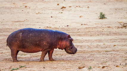 Hippopotamus in Kruger National park, South Africa ; Specie Hippopotamus amphibius family of...