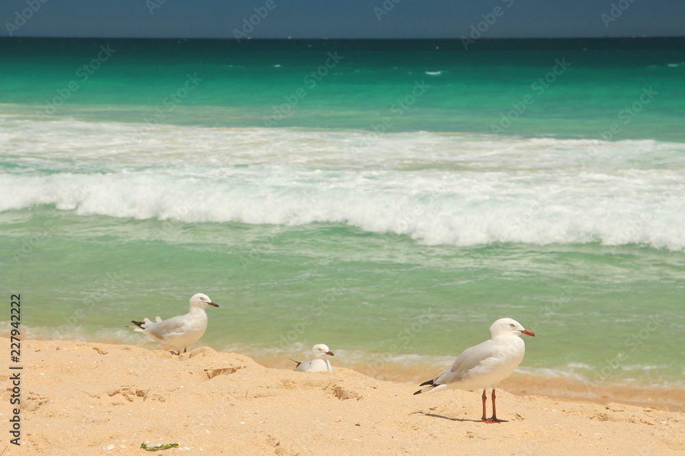 Wall mural Scarborough Beach, Australia