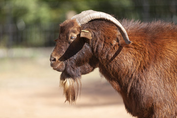 Retrato de macho cabrío de la raza Cabra Bermeya
