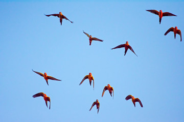 Macaw and Sun Flock of flying in the blue sky 
