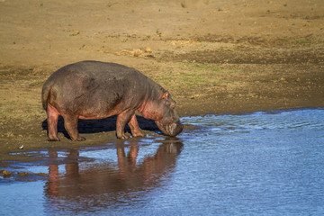 Hippopotamus in Kruger National park, South Africa ; Specie Hippopotamus amphibius family of Hippopotamidae