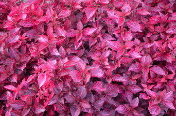 pinke Blätter sehr schön