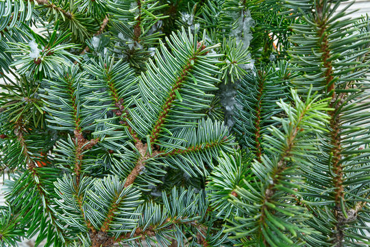 Christmas real fir tree leaves macro