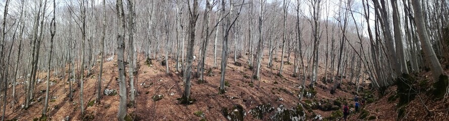 Fototapeta premium Bosco Guarcino