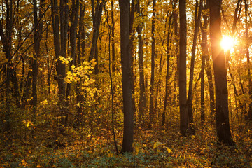 Golden autumn, yellow trees in sunlight, leaves underfoot. Walk through the fabulous autumn forest, Cycling through the yellow forest and the Golden alley