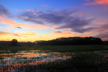 Field rice in the morning and Twilight sunset ,For background nature.