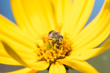 Little wasp collects nectar from flower Jerusalem artichoke in the summer against the blue sky