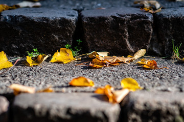 Old stairs with colorful autumn leaves.