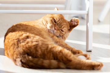 Domestic red cat lying on the floor scratching his ear in a modern home interior