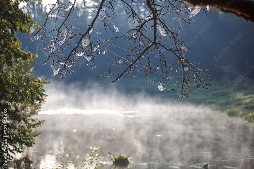 Canvas Prints web on the branches of trees stretched. many cobwebs, spider kingdom over the river, at dawn in the 